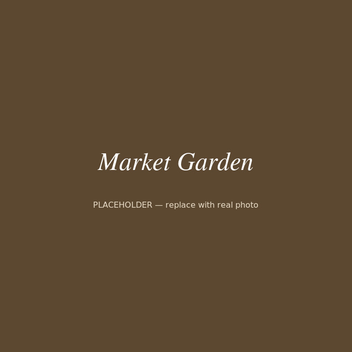 Rows of vegetables growing in a market garden